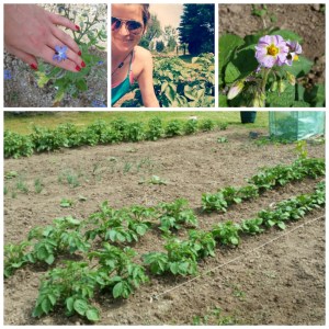 PicsArt_1434366232021